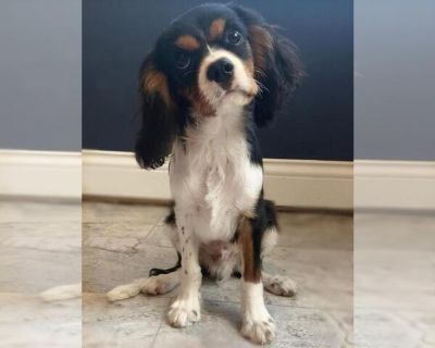 Elmer - Cavalier King Charles Spaniel Male Puppy for Sale