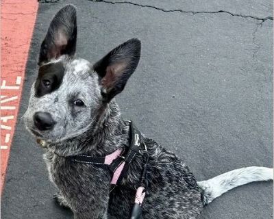 Josie - Female Puppy Australian Cattle Dog for Adoption