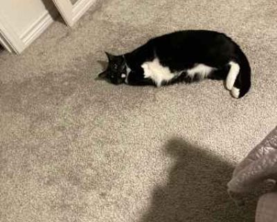 Calcifer - American Shorthair Male Cat for Adoption