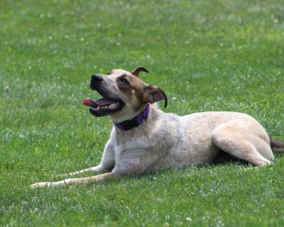 Red - Australian Cattle Dog / Blue Heeler Mix Male Dog for Adoption