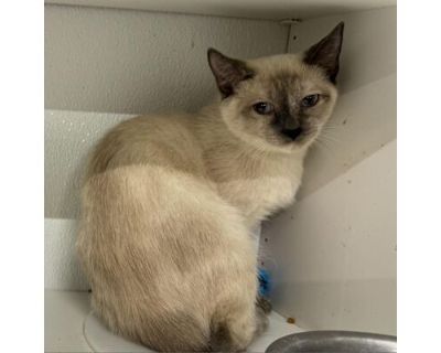 Anya AF - Siamese Female Cat for Adoption