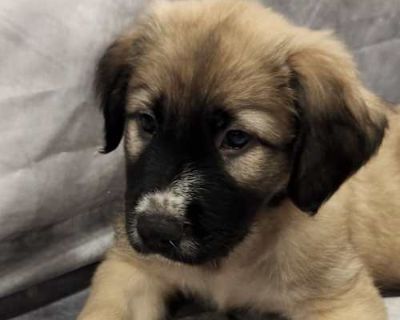Rossi RW - Anatolian Shepherd/Great Pyrenees Mix Male Puppy for Adoption