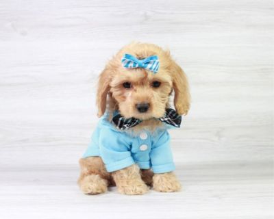 Rare Cockapoo Puppy For Sale