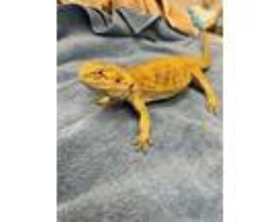 Adopt A2085137 a Lizard