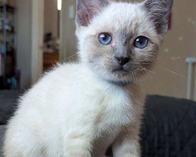 Luna - Domestic Shorthair Female Kitten for Adoption
