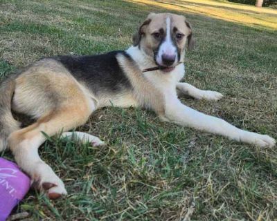 Penny - Shepherd (Unknown Type)/Pointer Mix Female Puppy for Adoption