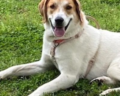 Annabeth - Great Pyrenees Female Dog for Adoption