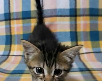 Flannel - Domestic Short Hair Male Cat for Adoption