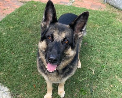 Della - German Shepherd Dog Female Dog for Adoption