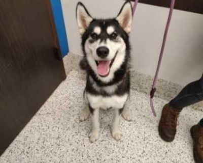 Mr Fancypants - Husky Male Dog for Adoption