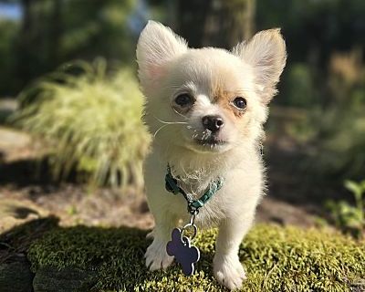 COLBY 2 POUNDS PUPPY FOSTERED IN NEW JERSEY - Chihuahua Male Puppy for Adoption