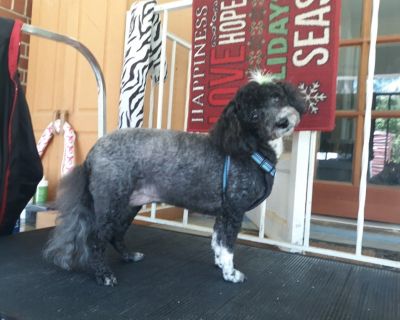 Pet grooming in Corinth Rd area of Newnan, GA