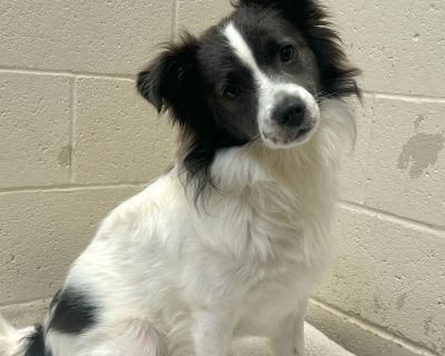 Buddy - Border Collie & Spitz Mix Male Dog for Adoption