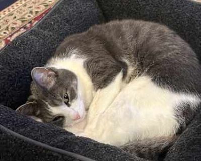 Astro - American Shorthair Male Cat for Adoption