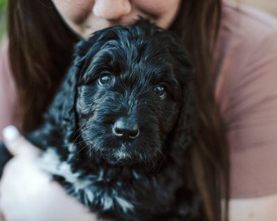 Puppies-Bernedoodles