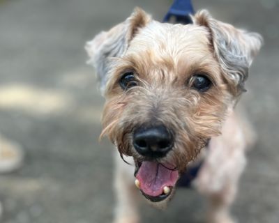 Dante - Schnauzer & Yorkshire Terrier Mix Male Dog for Adoption