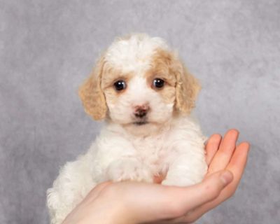 One Year Genetic Health Guarantee. Gender: Male Sire: Red Ace Dam: Daisy DOB: September 23rd, 2025 Age: 7 Weeks Available: November 18th, 2025 Microchipped Vet Checked Vaccinated Dewormed Family Raised Socialized Kid-Friendly Health Guarantee Extended Health Guarantee. Leroy & Liz Stoltzfus