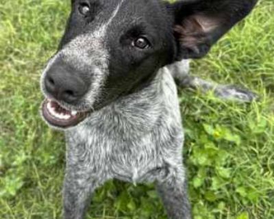 Moses - Australian Cattle Dog Male Puppy for Adoption