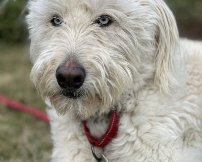 Monte - Poodle & Husky Mix Male Dog for Adoption