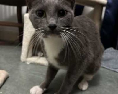 Vitoria - American Shorthair Female Cat for Adoption