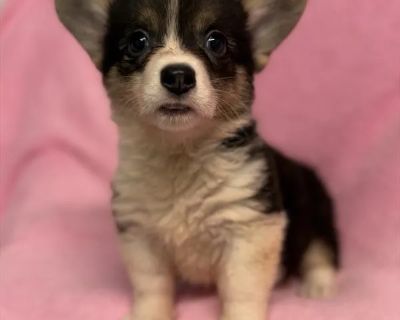 Janice - Female Pembroke Welsh Corgi Puppy for Sale