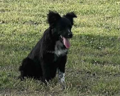 Outlaw - Australian Shepherd Male Puppy for Adoption