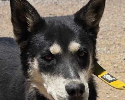 Jasper - German Shepherd Dog/Siberian Husky Mix Male Dog for Adoption
