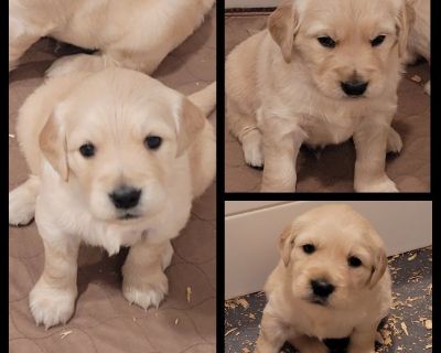 Diamond red ranch golden hot sale retrievers