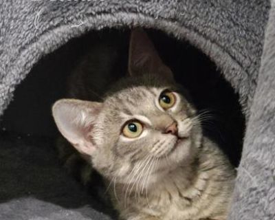 Delilah - Domestic Short Hair & Tabby Mix Female Cat for Adoption