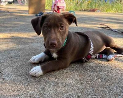 Lily-Pad - Labrador Retriever/Terrier (Unknown Type, Medium) Mix Female Puppy for Adoption