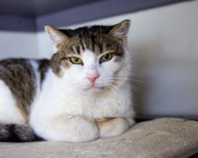 Horace - Domestic Short Hair Male Cat for Adoption