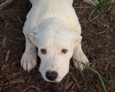 Axel - Anatolian Shepherd Mix Male Dog for Adoption