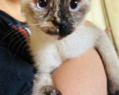 Checkers - Siamese Female Kitten For Sale