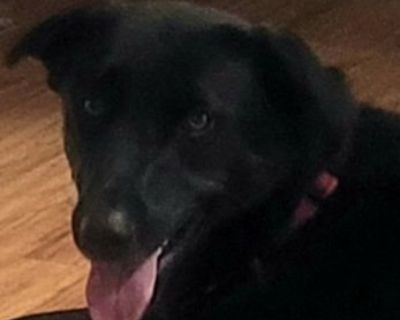 Derry is the perfect labrador retriever mix! He is in a foster home with other dogs. He is potty trained fully vetted and a great addition to a family. He is about 3.. Adult Male Medium