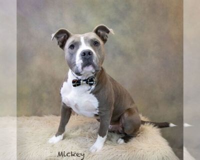 Mickey - Staffordshire Bull Terrier Mix Male Adult Dog for Adoption