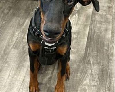 Lilly - Doberman Pinscher Female Puppy for Adoption