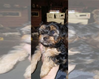 Yorkies - Yorkshire Terrier Female Puppy for Sale