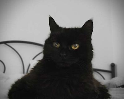 Macey Lou ( Lulu ) - 14-Year-Old Gentle Black Cat Macey Lou - affectionately known as Lulu - is a tender, loving soul with the softest heart and the gentlest ways. She ll reach out with a little paw to ask for attention or offer a high-five, her own special way of saying, Hi, friend. Lulu adores treats, gentle skritches, and the sound of running water - she ll happily drink straight from the fa...