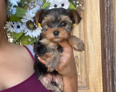 1 Male and 3 Female Yorkshire Terrier Puppies for Sale