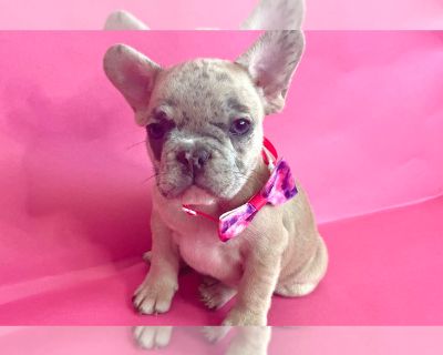 TINK - French Bulldog Female Puppy for Adoption