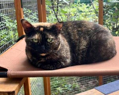 Maris - Domestic Shorthair Female Cat for Adoption
