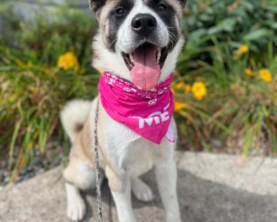 Ursa - Akita Female Dog for Adoption