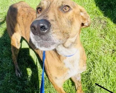 Hi, I m Drew a brindle beauty with a heart as soft as my eyes. I m the kind of dog who just wants to be close. I m sweet, gentle, and full of love the kind of love that makes me lean into you during quiet moments and follow you from room to room just to be near. I m fully potty trained, great on a leash, and friendly with other dogs. My energy level is low to medium enough for a walk or some pl...