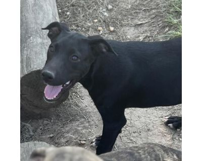 Victor - American Pit Bull Terrier Male Puppy for Adoption