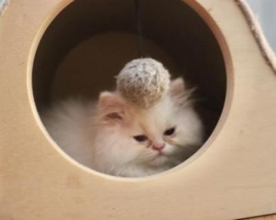 Household pet. Breeding allowed. Not registered. Guaranteed health in writing. Very sweet and loving! We have two mother cats; one is pure white and the other is a golden tabby. The dad is a pure white Persian with long, luxurious fur. The two older white kittens, one male and one female (female has less hair, but is extremely affectionate!) are from the pure white mother. The other group, a ly...