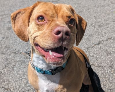 Dozier the adorable! - Beagle Mix Male Dog for Adoption