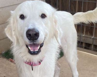 Galaxy JuM - Great Pyrenees Female Dog for Adoption