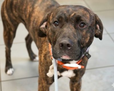 Health Spayed / neutered.. Adult Male Large