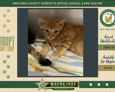 Clemmy - Domestic Short Hair Mix Female Cat for Adoption