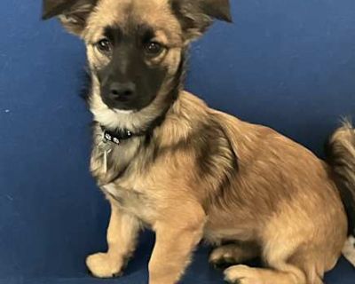 Annie - Spaniel (Unknown Type)/Pekingese Mix Female Puppy for Adoption